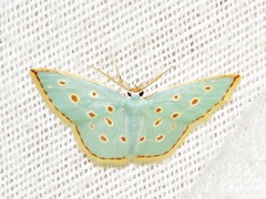 Comostolopsis stillata