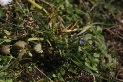 Veronica persica