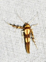 Stathmopoda crassella