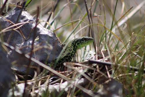 Ionian Wall Lizard, Παμβώτιδα, Ελλάδα, photo 9 of 10
