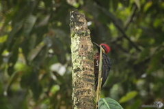 Campephilus haematogaster