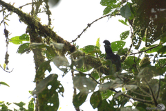 Cephalopterus penduliger