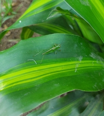 Cephalophlugis cephalotes