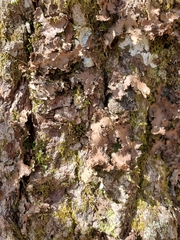 Peltigera phyllidiosa