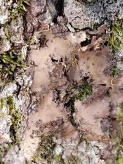 Peltigera phyllidiosa