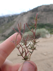 Camissonia pusilla