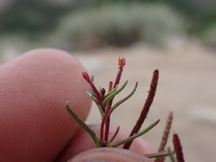 Camissonia pusilla