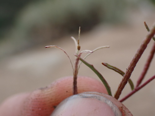 Image of Camissonia pusilla by (c) Martin Purdy, some rights reserved (CC BY)