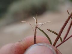 Camissonia pusilla