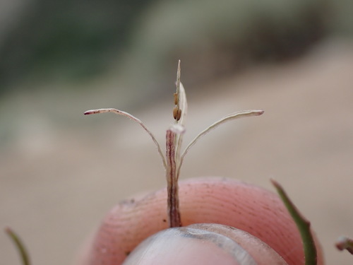 Image of Camissonia pusilla by (c) Martin Purdy, some rights reserved (CC BY)