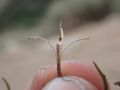 Camissonia pusilla