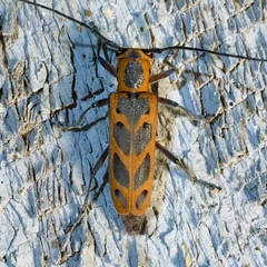 Saperda tridentata