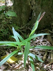 Pterostylis cardiostigma