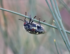 Julodis humeralis