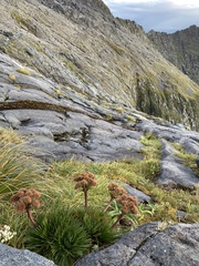 Aciphylla congesta
