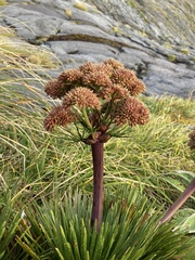 Aciphylla congesta