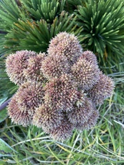 Aciphylla congesta