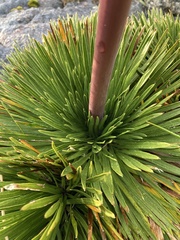 Aciphylla congesta
