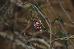 Lonchocarpus guatemalensis