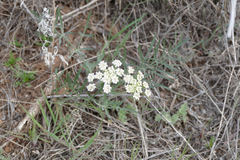 Lomatium nevadense