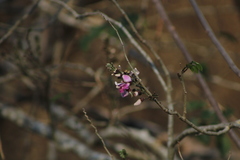 Lonchocarpus guatemalensis