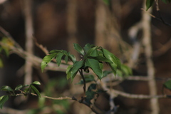 Lonchocarpus guatemalensis