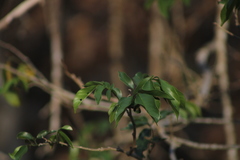 Lonchocarpus guatemalensis