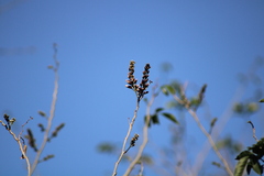 Lonchocarpus guatemalensis