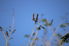 Lonchocarpus guatemalensis
