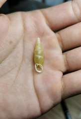 Synprosphyma aegrota