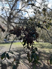Image of Quercus geminata