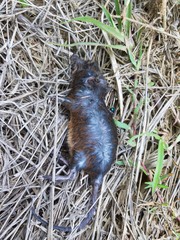 Oxymycterus
