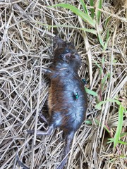 Oxymycterus