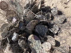 Opuntia azurea