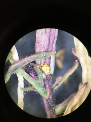 Camissonia pusilla