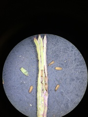 Camissonia pusilla