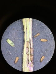 Camissonia pusilla