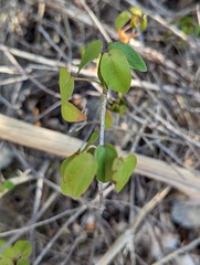 Croton glabellus polytrichus