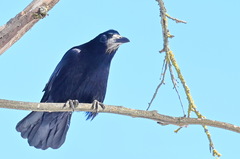 Corvus frugilegus