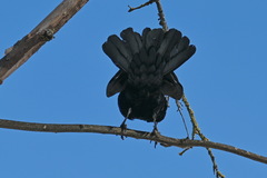Corvus frugilegus