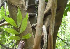 Stachyothyrsus stapfiana