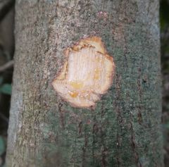 Stachyothyrsus stapfiana