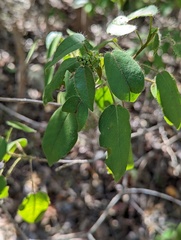 Croton glabellus polytrichus