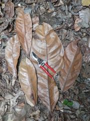 Stachyothyrsus stapfiana