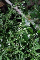 Teucrium trifidum