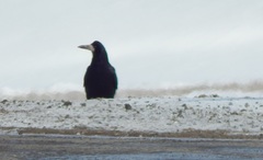 Corvus frugilegus