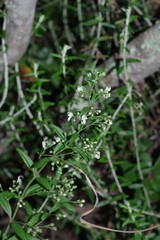 Teucrium trifidum