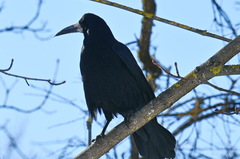 Corvus frugilegus