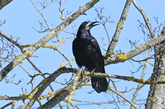 Corvus frugilegus