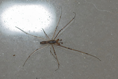 Tetragnatha nigrita